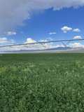 Nevada 960 acre Alfalfa Hay ranch for sale producing 4000+-tons annly, abundant water rights+wells