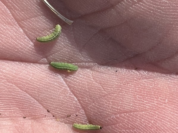 Alfalfa Weevil Identification