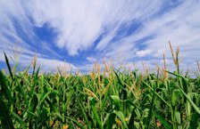 organic corn field