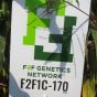 Corn F2F1C-170 Untreated
