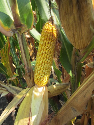 Corn F2F1C-121 Untreated
