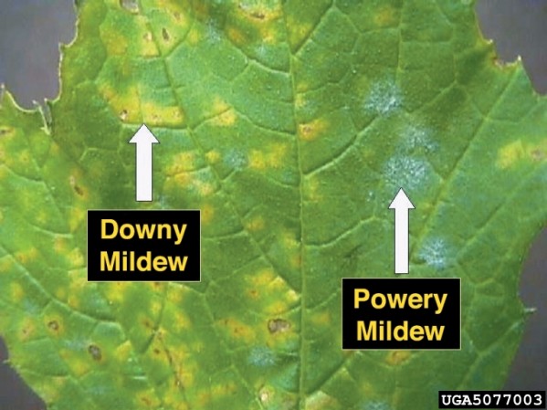 powdery-downy-mildew