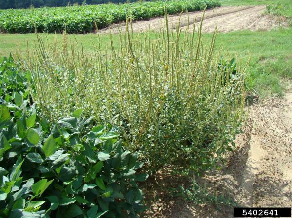 palmer-amaranth-soybeans
