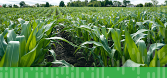 July Corn Field in Watertown 