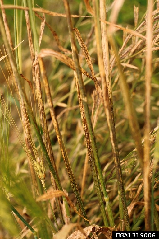 stripe-rust-wheat-1