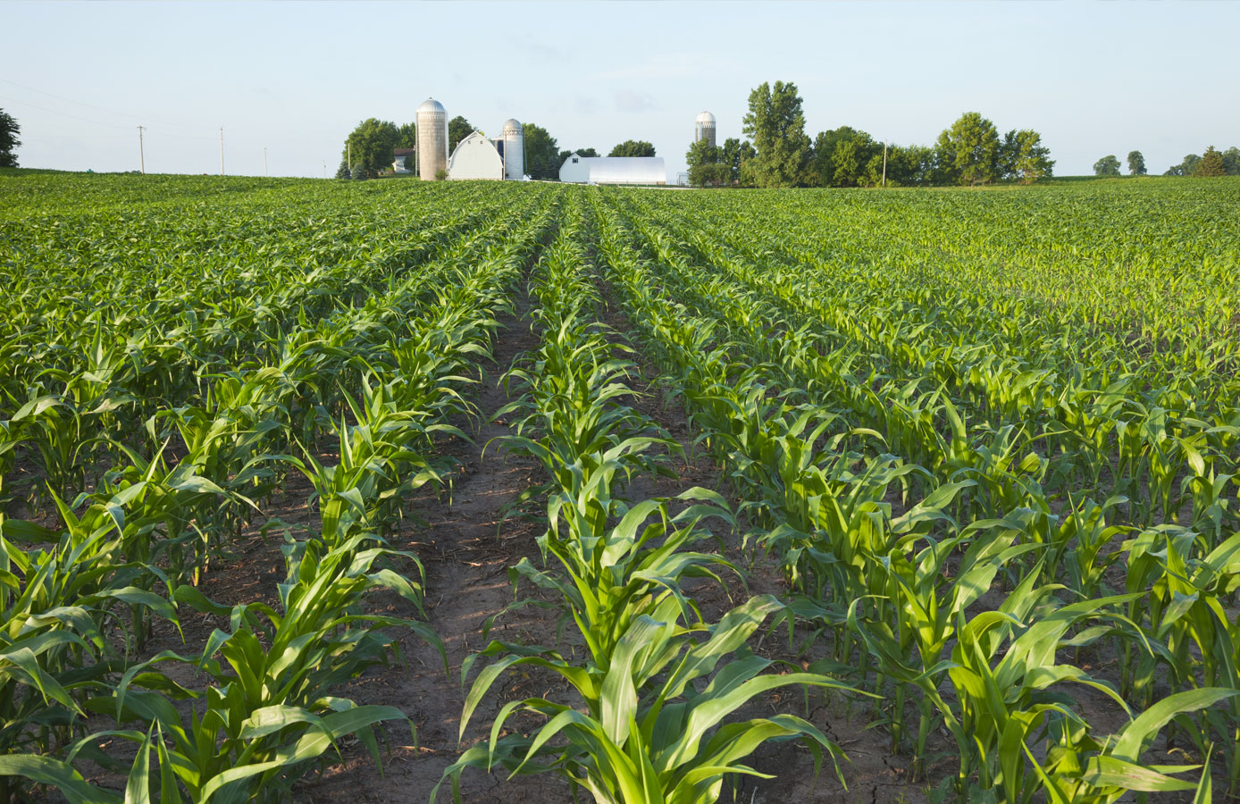 Common Herbicides, Fungicides, and Insecticides for Conventional Corn | FBN