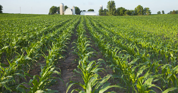 Common Herbicides, Fungicides, and Insecticides for Conventional Corn | FBN