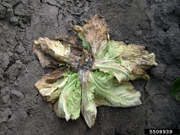 Barbara Shew, North Carolina State University, Bugwood.org
