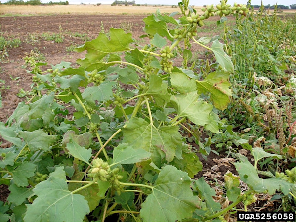 Jan Samanek, Phytosanitary Administration, Bugwood.org
