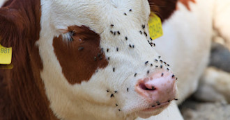 emergence triage cattle flies