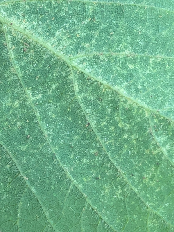 Spider Mites