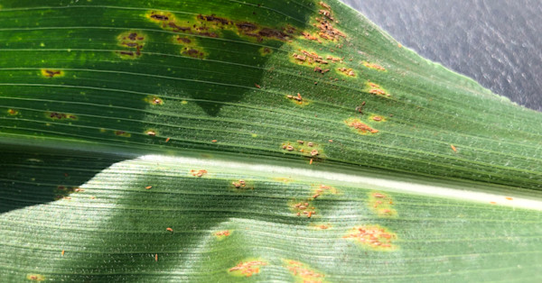 How to Identify Southern Rust vs. Common Rust | FBN