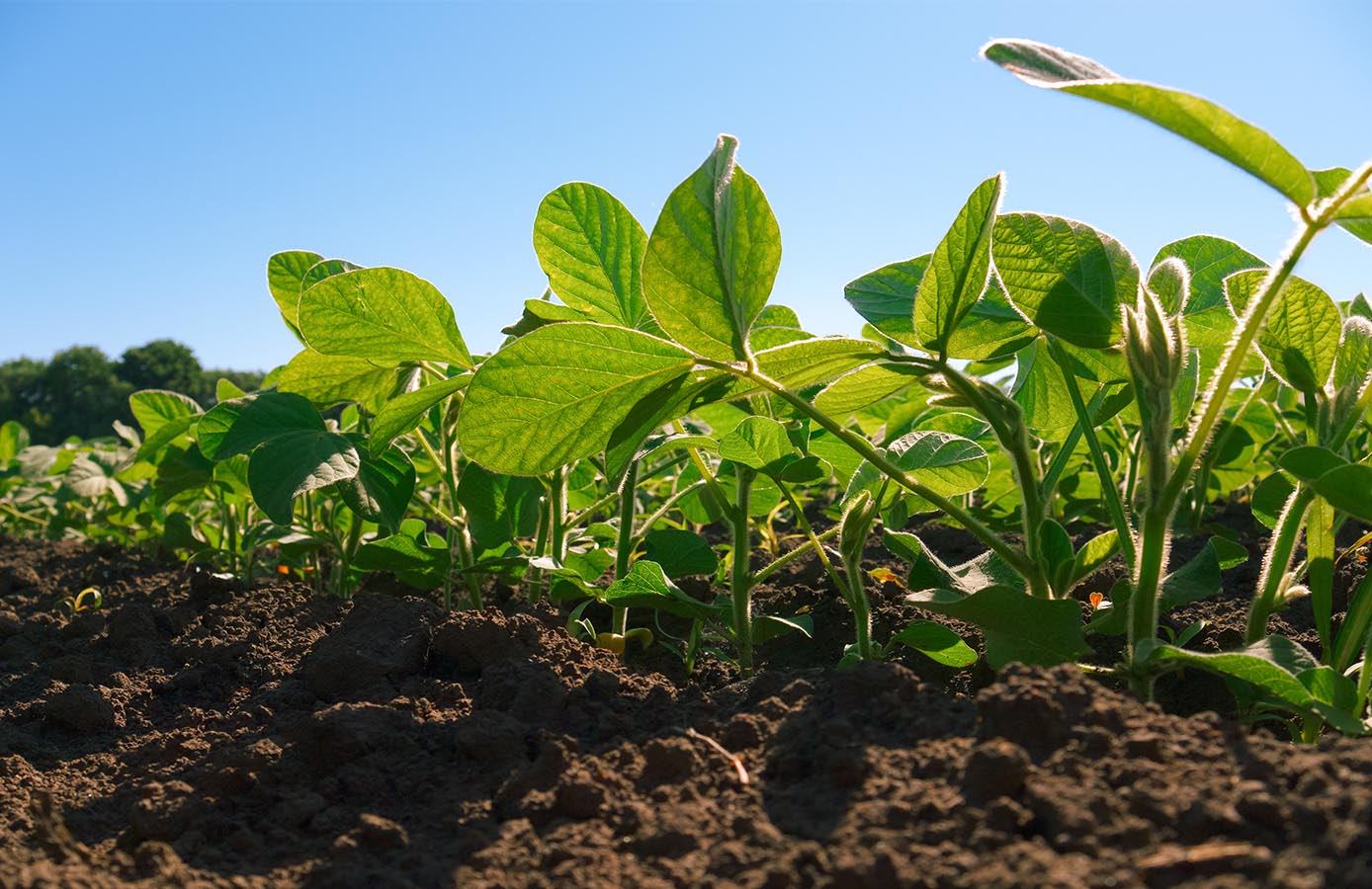 Hero Image: Soybean Row Spacing—An Overlooked Practice in the Weed Control Toolbox