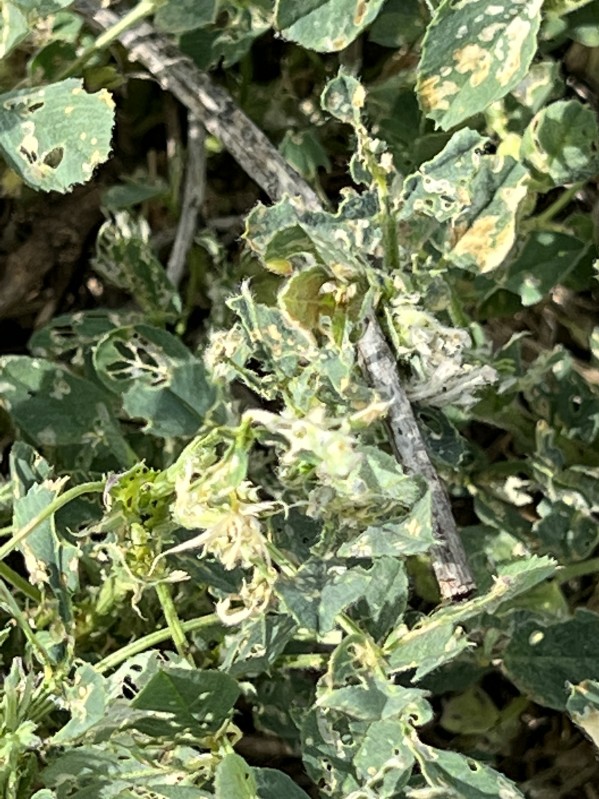 Alfalfa Weevil Impact