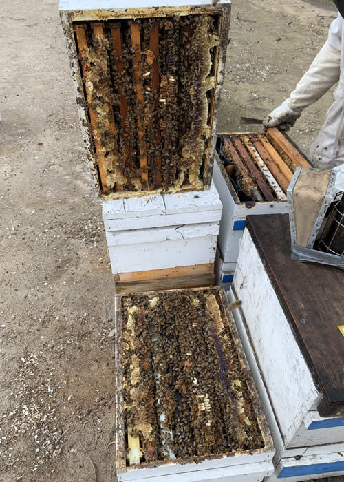 apiculture-vertical