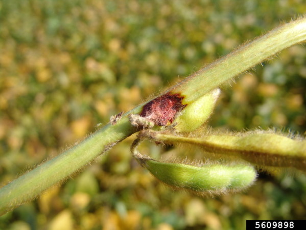 pod-stem-blight-soybeans1