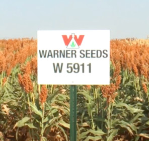 W 5911 Brand, Safened + Insecticide Treated