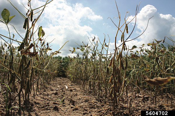 sudden-death-syndrome-soybeans-1