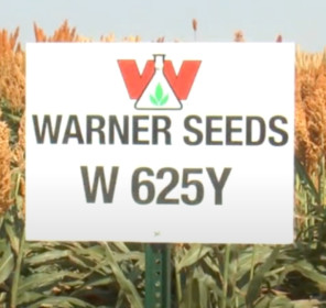 W 625Y Brand, Safened + Insecticide Treated