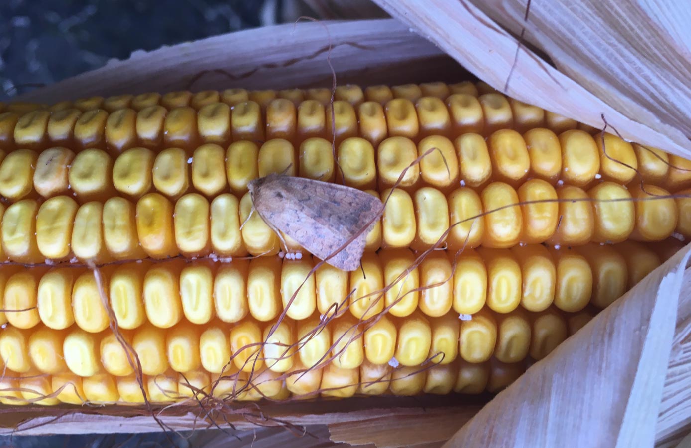 How to Identify and Treat Early Season Worm Damage | FBN