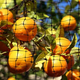 Poly Bird Netting - By the Roll