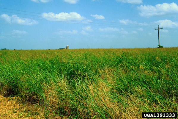 johnsongrass-soybeans2