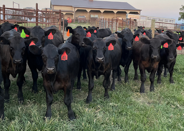Cattle - New Livestock Page