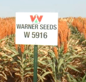 W 5916 Brand, Safened + Insecticide Treated