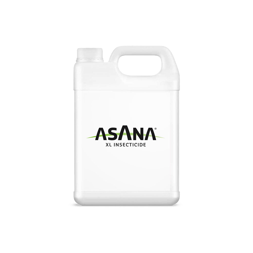 Asana® XL