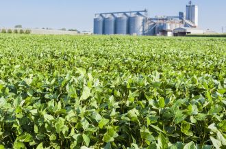 Picture of a field of soybeans with grain bins in the background